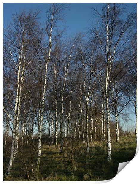 Silver Birch Trees Print by Chris Day