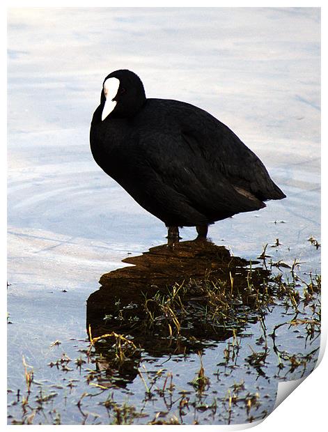 Coot Print by Chris Day