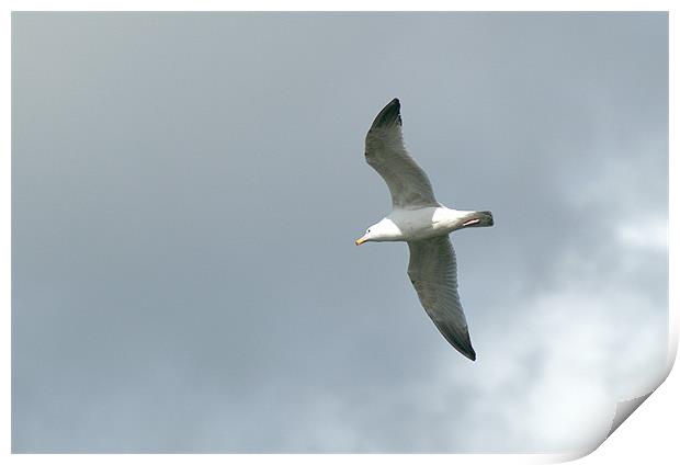 Herring Gull in flight Print by Chris Day