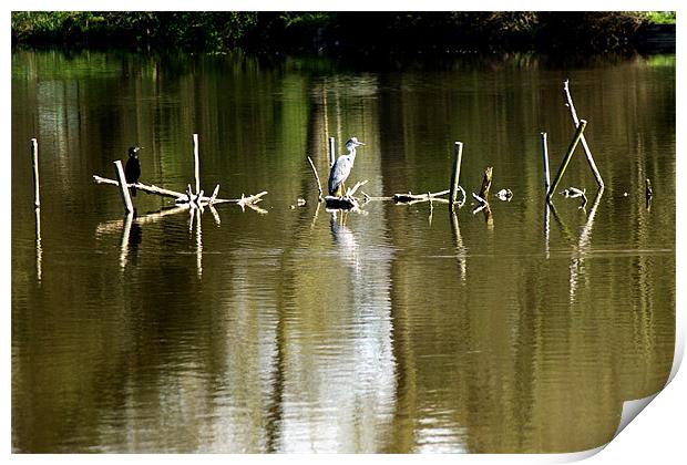 Grey Heron Perches Print by Chris Day