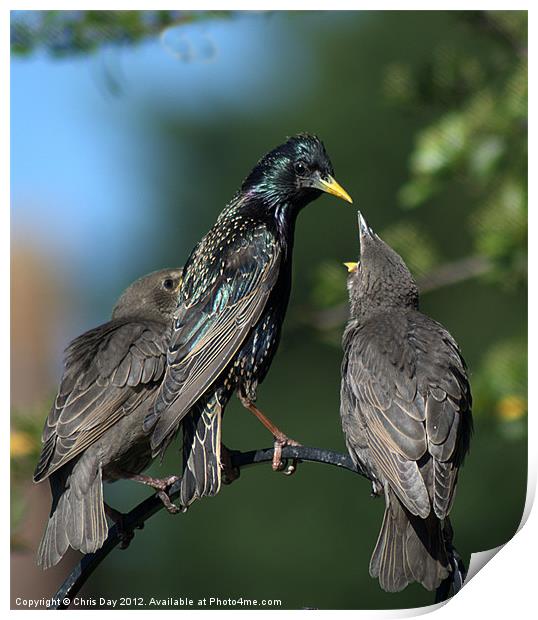 Starling family Print by Chris Day