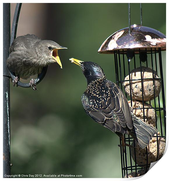 Starling feeding a juvenile Print by Chris Day