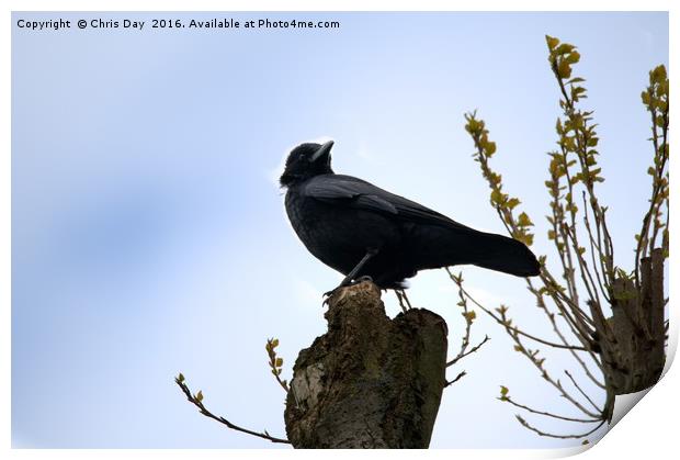 A common Crow Print by Chris Day