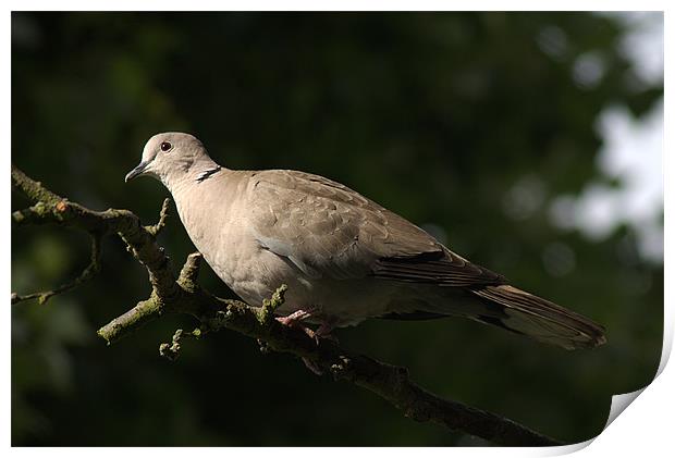 Collared Dove Print by Chris Day