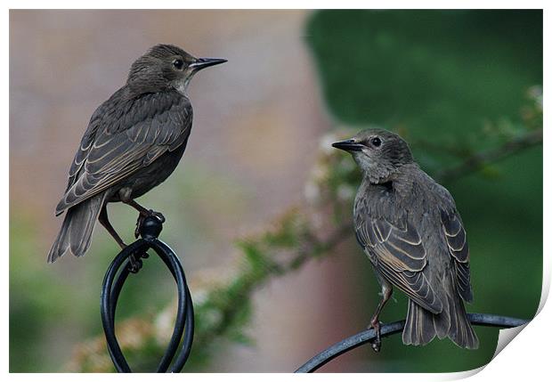 Two Juvenile Starlings Print by Chris Day