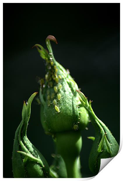 Greenfly Print by Chris Day