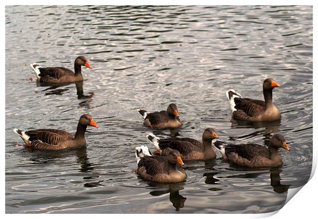 Family of Greylag Geese Print by Chris Day