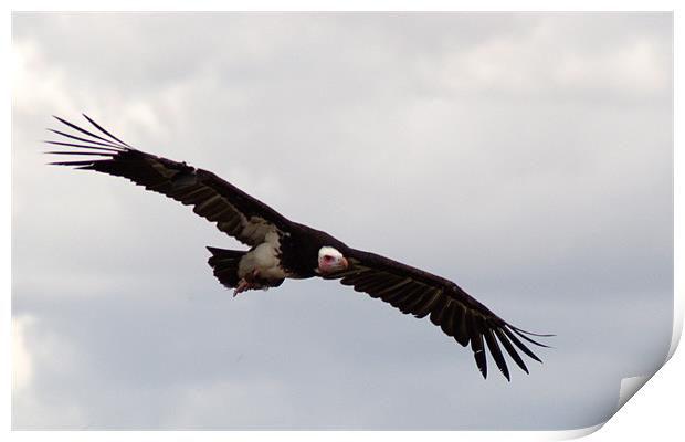 Hooded Vulture in flight Print by Chris Day