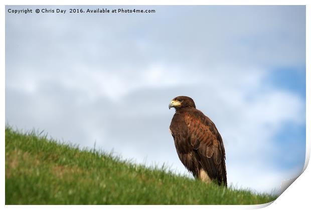 Harris Hawk Print by Chris Day