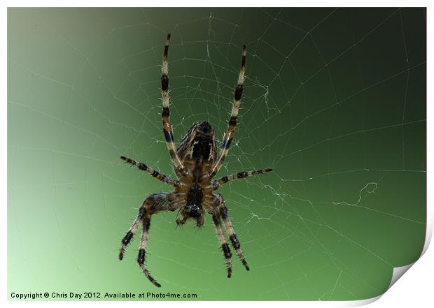 Golden Cross Orb Web Spider Print by Chris Day