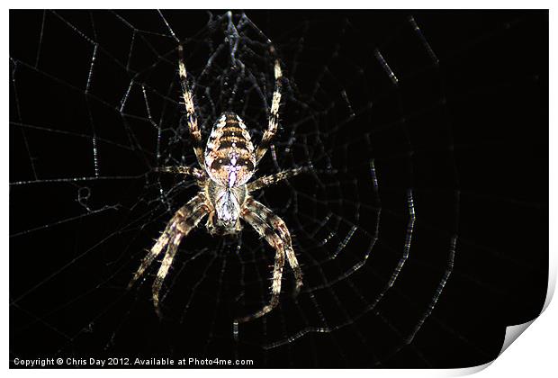 Golden Cross Orb Web Spider 2 Print by Chris Day