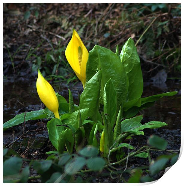 Yellow Skunk Cabbage Print by Chris Day