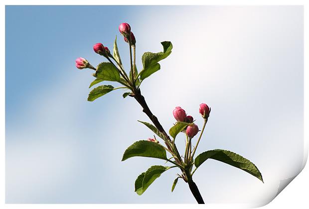 Apple Blossom Print by Chris Day