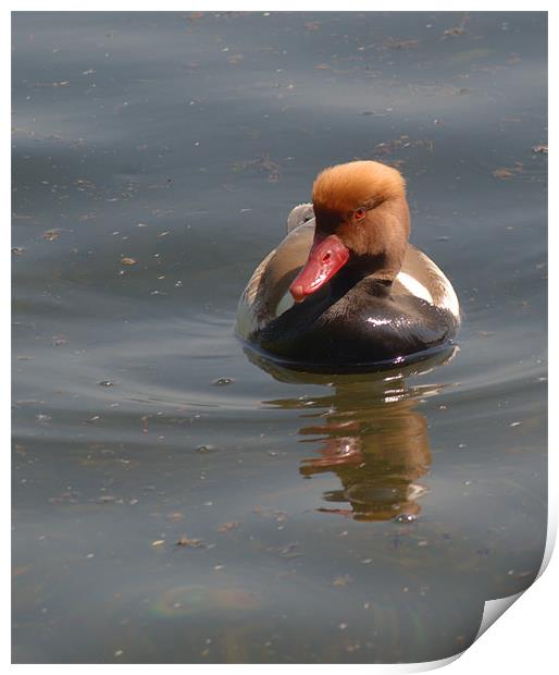 Red-Crested Pochard Print by Chris Day