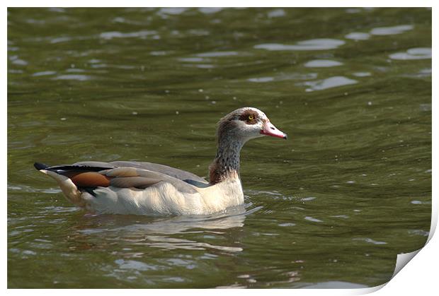 Greylag Goose Print by Chris Day