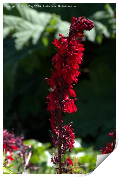 Lobelia Cardinalis - Queen Victoria Print by Chris Day