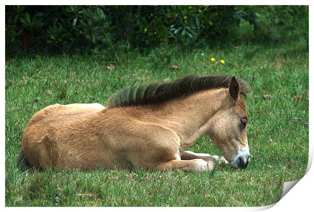 New Forest Pony sleeping Print by Chris Day