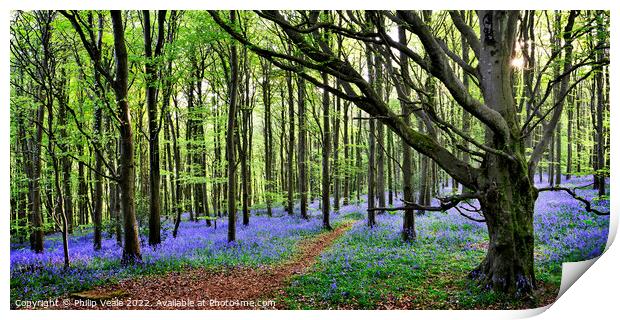 Bluebell Wood Panoramic. Print by Philip Veale