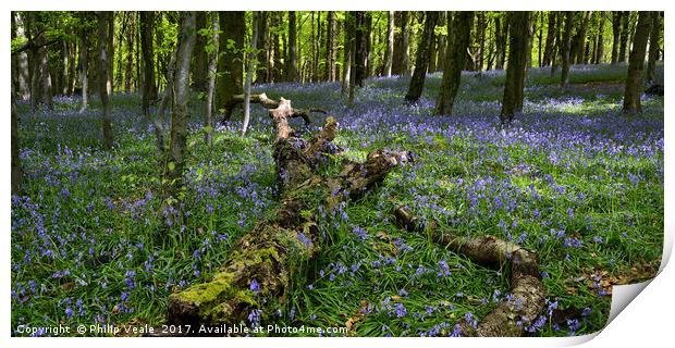 Bluebell Wood at Castell Coch. Print by Philip Veale
