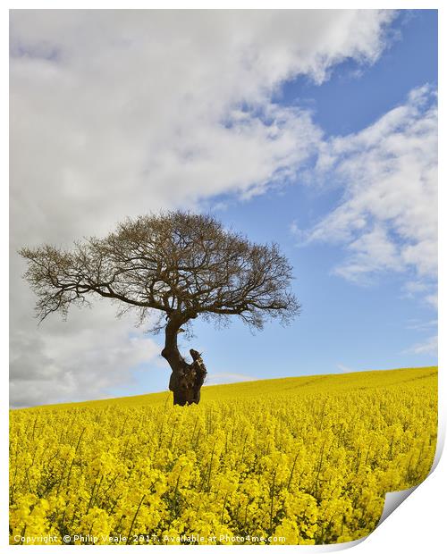 Golden Rapeseed in Summer. Print by Philip Veale