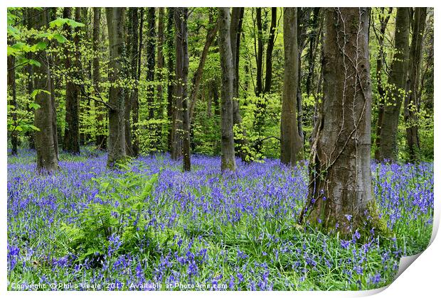 Bluebells Blossom at Coed Cefn Nature Reserve. Print by Philip Veale