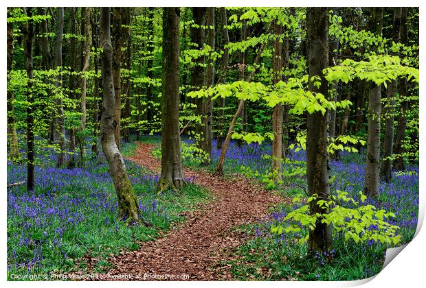 Idyllic Stroll Through Bluebell Wonderland Print by Philip Veale