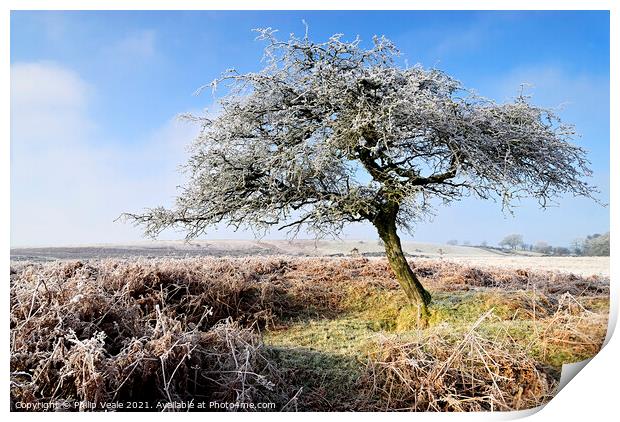 Dawn's Frost Kissed Tree. Print by Philip Veale