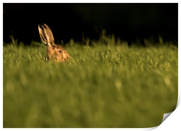 Hare in the Grass Print by Chantal Cooper