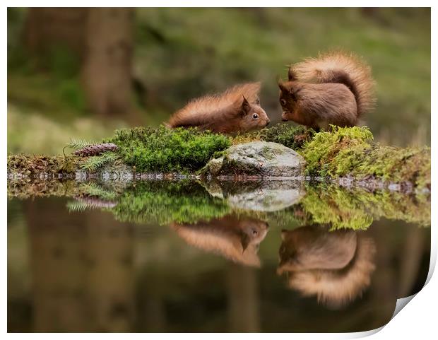 Two Red Squirrels Print by Chantal Cooper