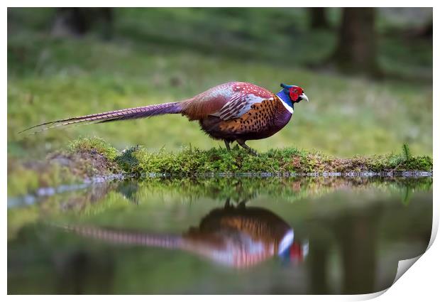 Male Pheasant and reflection Print by Chantal Cooper