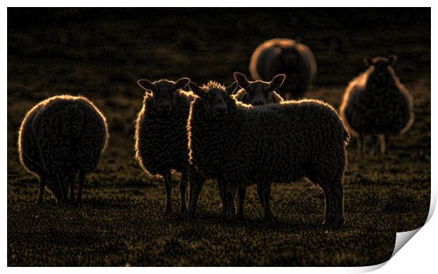 Rim lit sheep Print by Chantal Cooper