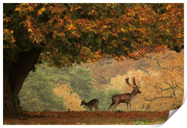 Stag and Doe in Autumn Print by Chantal Cooper