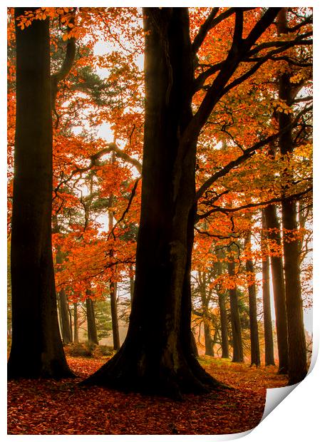 Down in the Autumnal Woods  Print by Chantal Cooper