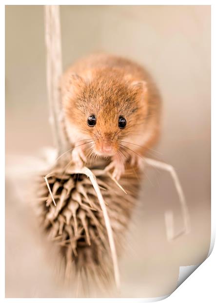Harvest Mouse on Thistle Print by Chantal Cooper