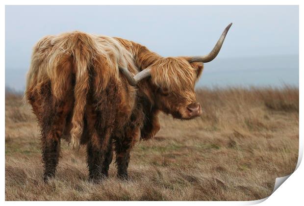 Portrait of a Highland Cow Print by Chantal Cooper