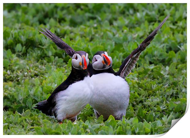 Comical Puffins waving to the camera Print by Chantal Cooper