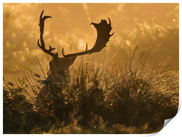 Resting Stag at sunrise Print by Chantal Cooper