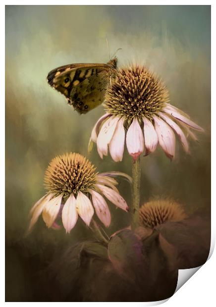 Butterfly on Echinacea Print by Chantal Cooper