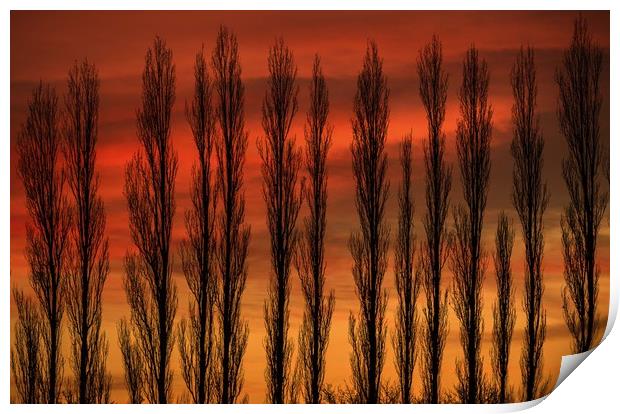 Sunset through the Trees Print by Chantal Cooper