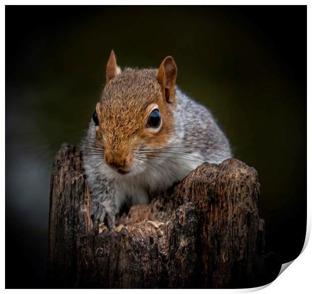 Portrait of a Grey Squirrel on a rotten log lookin Print by Chantal Cooper