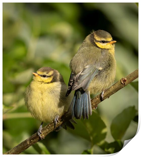 Two fledgling Blue Tits on a branch Print by Chantal Cooper
