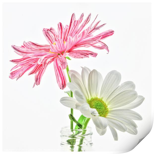 Two high key macro daisies in a vase Print by Chantal Cooper