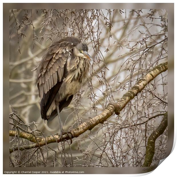 Grey Heron Print by Chantal Cooper