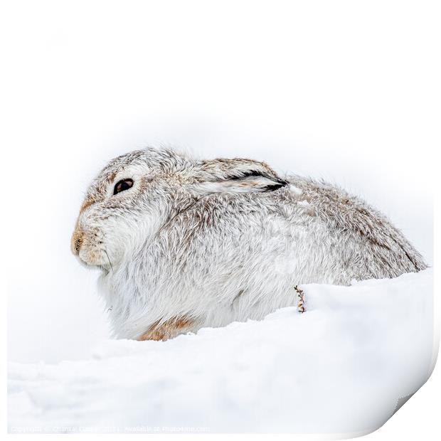 Mountain Hare in the Snow Print by Chantal Cooper