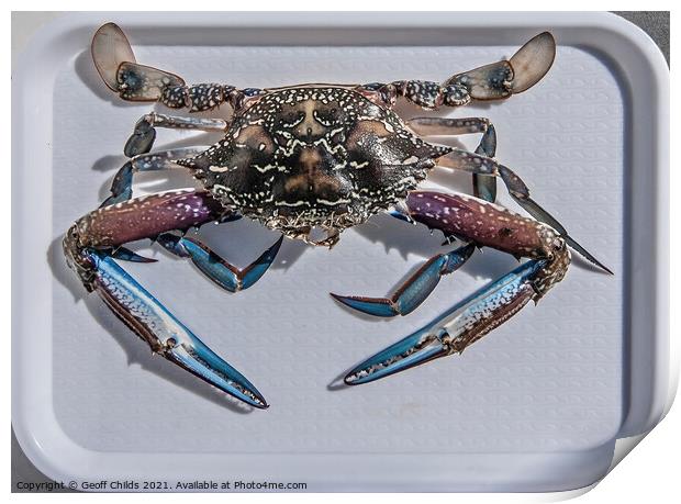 Uncooked Blue Swimmer Crab on a tray. Print by Geoff Childs