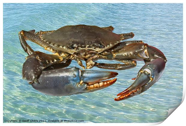 Live Australian Giant Mud Crab closeup. Print by Geoff Childs