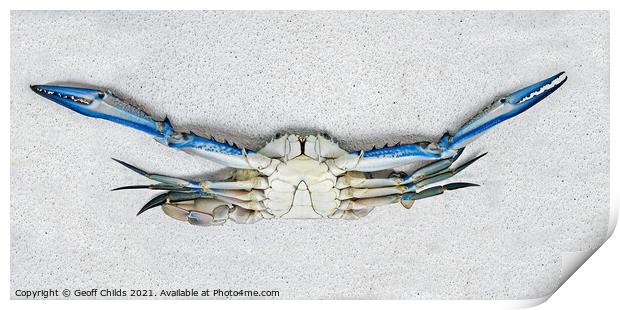 Colourful Live male Blue Swimmer Crab. Underbelly view. Print by Geoff Childs