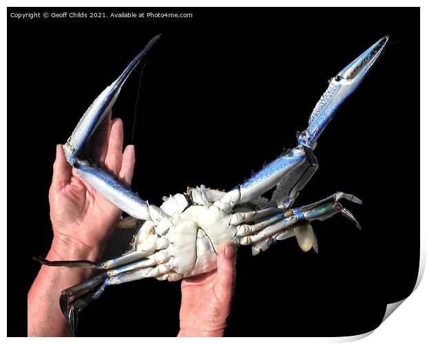 Colourful Live Blue Swimmer Crab. Isolated on black. Print by Geoff Childs