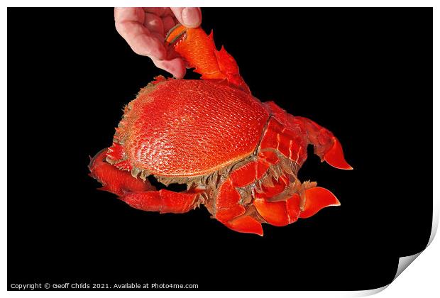 Seafood serving of cooked Spanner or Red Frog Crab. Print by Geoff Childs