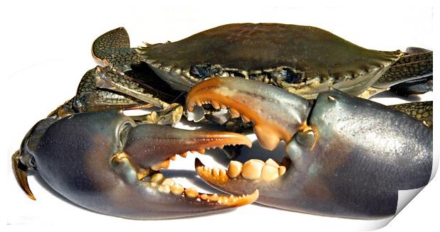 Dangerous live Australian Giant Mud Crab closeup. Print by Geoff Childs